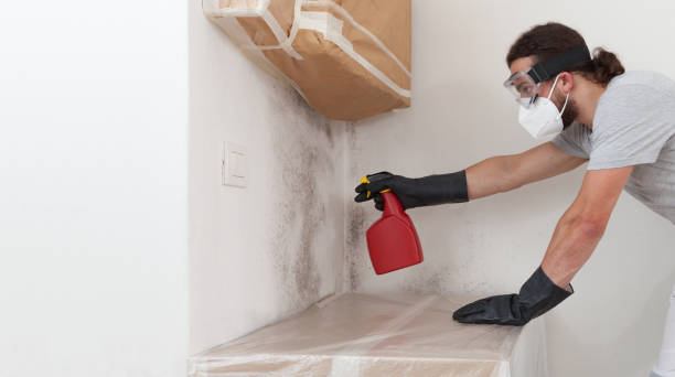 Professional Basement Mold Remediation technician working in Lexington, TX