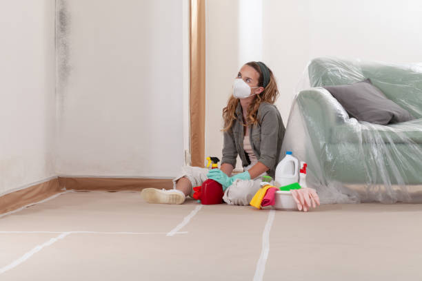 Reliable Basement Mold Remediation contractor in Lexington, TX by 24 Hour Mold Removal