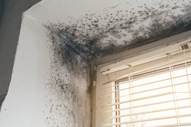 Affordable Basement Mold Remediation solutions in Lexington, TX