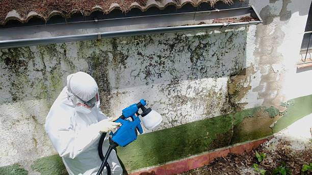 Top rated local Basement Mold Remediation specialists in Lexington, TX